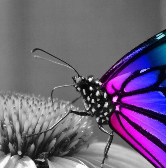 Meet your Posher, Vivian - Picture 1 of 1